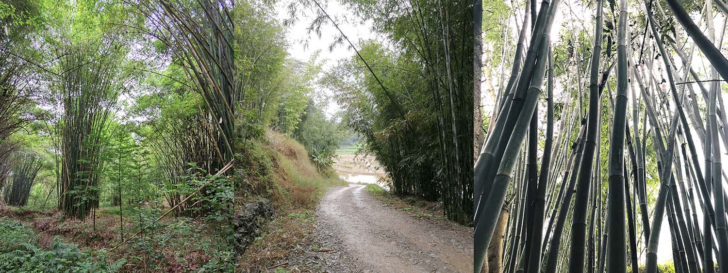 竹枝書院,宜賓竹枝書院,竹枝書院設計公司,建築設計,宜賓建築設計,竹枝書院設計,小隱建築,小隱建築事務所